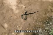 米兰体育-塞维利亚挑战法比亚，谁能占据上风？